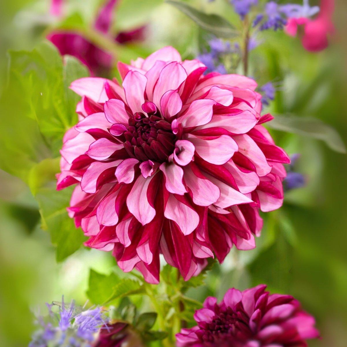 【美品_即日発送】NORTHWAVE DAHLIA 24cm 22-23モデル Dahlia Cranberry Classic - Decorative | Leo Berbee Bulb Company